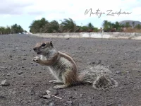 Grondeekhoorns [Marmotini]